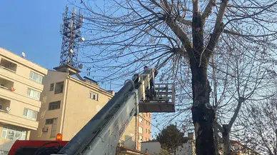 Sungurlu’da Ağaçlar Budanıyor