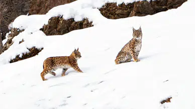 Tunceli’de Müdafaa Altında Bulunan Vaşak Ailesi Görüldü