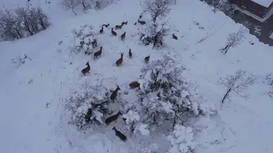 Yaban Keçileri Yiyecek Bulmak İçin Karsız Bölgelere İniyor