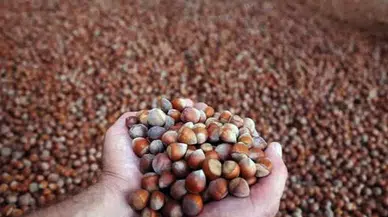 Türkiye fındık ihracat sezonunun ilk ayında 146 milyon doları aşkın gelir sağladı