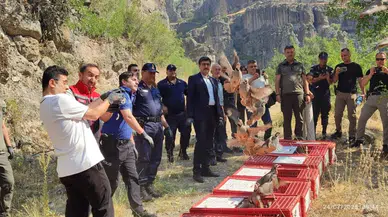 Bolu'da 600 kınalı keklik doğaya bırakıldı