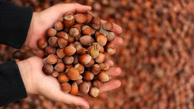 Ticaret borsalarında 10 ayda 606 bin tonu aşkın fındık işlem gördü