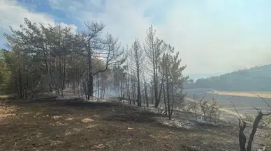 Bolu'daki Orman Yangını Başarıyla Söndürüldü