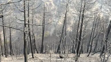 Karabük'teki orman yangınında yaralanan kedinin yardımına hayvanseverler yetişti