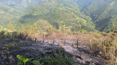 Samsun'da çıkan orman yangını büyümeden söndürüldü