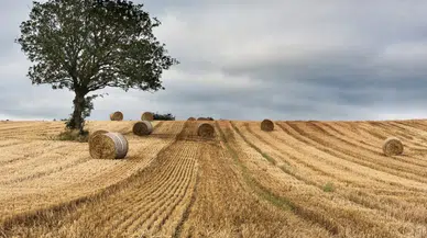 Kastamonulu çiftçi saman balyalarıyla tarlaya eşinin ismini yazdı
