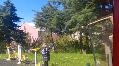 19 Mayıs ilçesinde kahverengi kokarca ile mücadele çalışmaları değerlendirildi