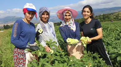 Amasya'nın coğrafi işaretli çiçek bamyasının hasadı başladı