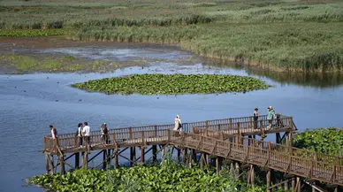 Efteni Gölü Kuş Cenneti hafta sonu doğa tutkunlarını ağırladı