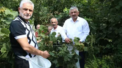 TZOB Yönetim Kurulu Üyesi Soydan, fındık üreticileriyle hasat yaptı