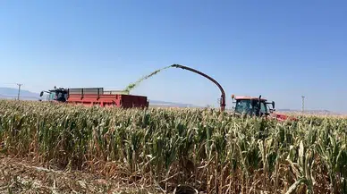Amasya'da silajlık mısır hasadı başladı