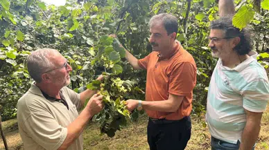 Akçaabat Ziraat Odası Başkanı Eyüpoğlu'dan, fındık hasadında zaman ve teknik uyarısı