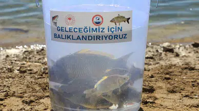 Uluköy Barajı'na 25 bin yavru sazan balığı bırakıldı