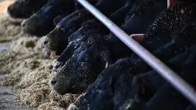 Gümüşhane'de Kırsalda Bereket Hayvancılığa Destek Projesi çalışmaları sürüyor