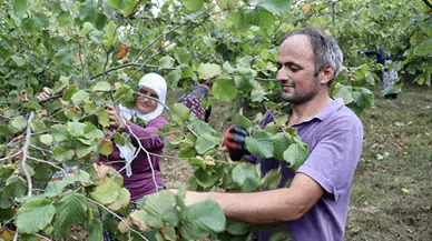 Trabzon ve Giresun'da fındık hasadına başlandı
