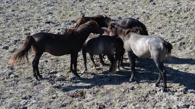 Kızılırmak Deltası Kuş Cenneti’nde yaklaşık 450 yılkı atı yaşıyor