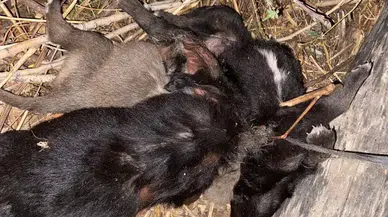 Zile Kaymakamlığından öldürüldüğü iddia edilen köpek yavrularıyla ilgili açıklama