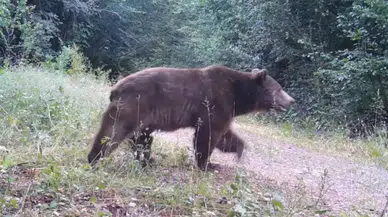 Bolu Yedigöller'de ayı ve geyikler fotokapanla görüntülendi