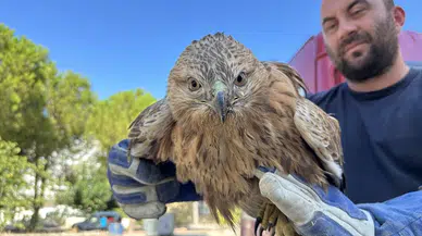 Sinop'ta yaralı halde bulunan kızıl şahin tedavi altına alındı