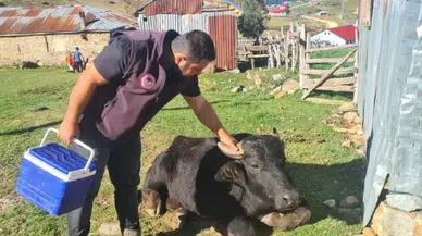 Espiye'de şap aşısı ve küpeleme çalışması yapıldı