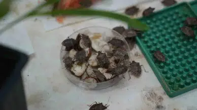 Samsun'da kahverengi kokarcaya karşı doğaya 1 milyon samuray arısı salındı