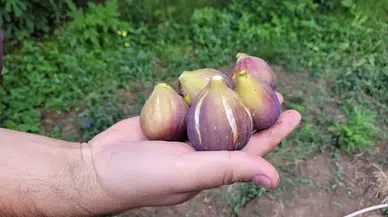 Samsun'un Tekkeköy ilçesinde "mor patlıcan inciri"nin hasadı sürüyor