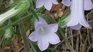 "Tüylü Kekreçiçeği" yeni tür olarak bitki florasına eklendi