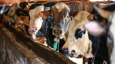 Alaca’da Kurban Kesim Başvuruları Başlıyor