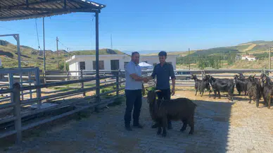 İskilip’te Hayvan Pazarı Her Salı Açılıyor