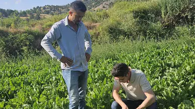 Şeker Pancarı ve Domates Tarlalarında Denetimler