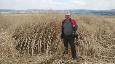 ‘Kanoladan Yüksek Verim Elde Edildi’