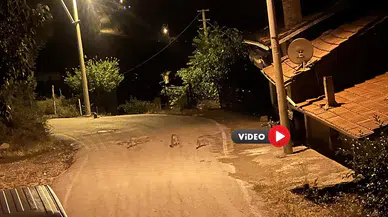 Sokakta Oynayan Tilkiler Böyle Görüntülendi