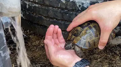 Yangında Kalan Kaplumbağayı İtfaiye Kurtardı