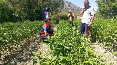 Sebze Üretim Alanlarında Saha Kontrolleri