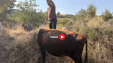 Büyükbaş Hayvanlar Ottan Zehirlendi