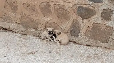 Mahsur Kalan 2 Köpek Yavrusunu İtfaiye Kurtardı