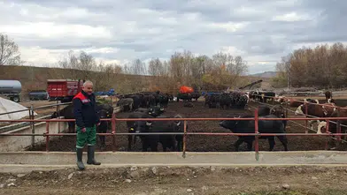 Anadolu Mandası İçin Islah Çalışmaları