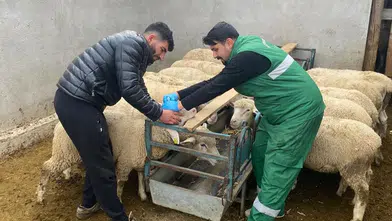 Küpeleme ve Aşılama Çalışmaları Sürüyor