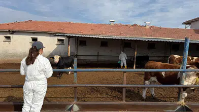 İthal Sığırlara Sıkı Sağlık Ablukası