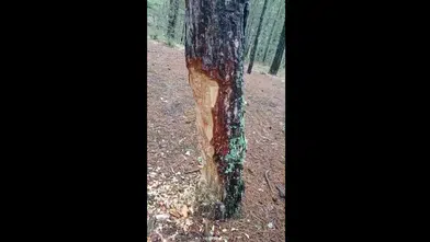 Çorum Çatak Tabiat Parkı’nda Ağaçlara Zarar Verildi