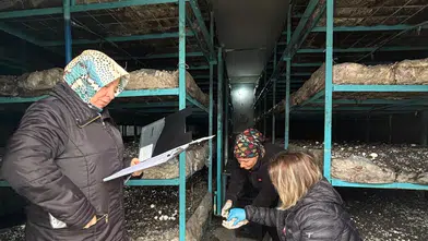 Zehirsiz Sofralar İçin Tarlada Kalıntı Mesaisi