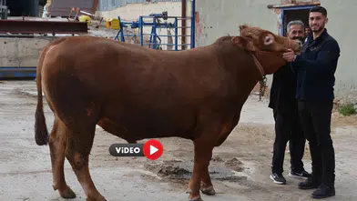 Bir Tonluk Kurbanlık Dana Rekor Fiyata Satıldı