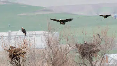 Gökyüzünün Nadir Misafiri Çorum’da Görüldü