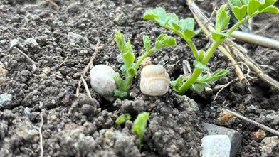 Çorum’un Tarım Arazileri Nohutla Canlanıyor
