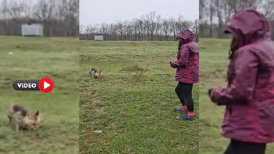 Aç Kalan Tilkiyi Böyle Besledi