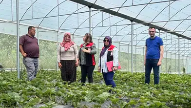 Örtüaltı Organik Çilek Üretimine Sıkı Denetim