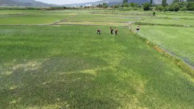 Kuraklığa ve Tuzluluğa Karşı Yerli Çeltik