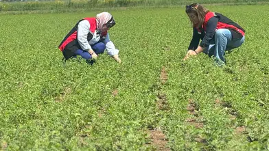 Atıl Tarım Arazilerinde Nohut Mesaisi