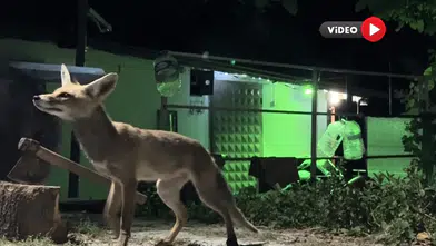 Bahçesine Giren Tilkiyi Böyle Besledi