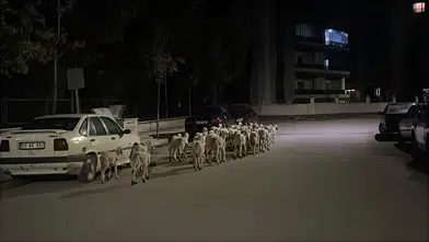 Firari Koyunlar Böyle Yakalandı